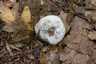 Aranypenész (Hypomyces chrysospermus), Pilis